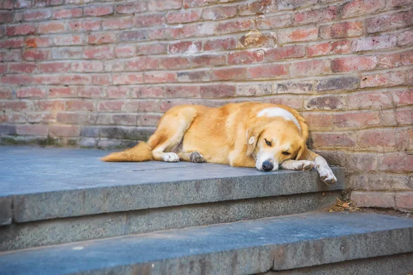 Sterilized dog lying on the steps. Street dog of light color. Animals on the streets of Tbilisi.