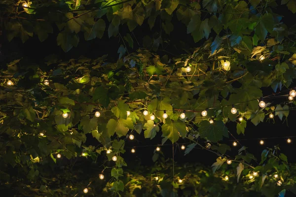 Summer terrace of the restaurant. Canopy overgrown with grapes. Included garland on the background of a vine of grapes. Evening walk in Tbilisi.