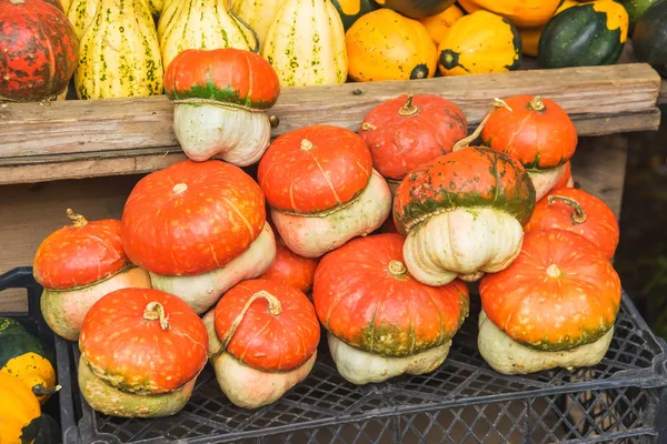 Zucche Colorate Mercato Tbilisi Diverse Varietà Zucca Consistenza Una Varietà — Foto Stock