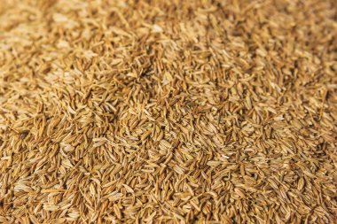 Kimyon tohumlarının dokusu. Tiflis 'te baharatlar ve çeşonlar. Kimyon küçük ışık tohumları.