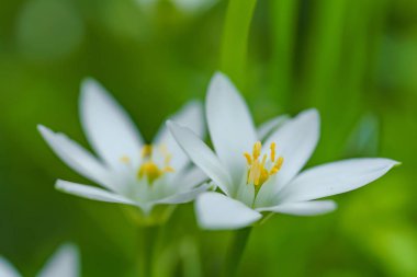 Yeşil bitkilerin arka planında beyaz çiçek. Bitkinin beyaz yaprakları. Bahçedeki çiçekler. Beyaz çiçeklerle süslenmiş sokak bahçesi..