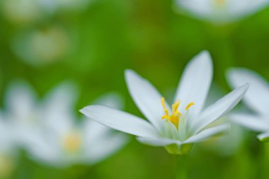 Yeşil bitkilerin arka planında beyaz çiçek. Bitkinin beyaz yaprakları. Bahçedeki çiçekler. Beyaz çiçeklerle süslenmiş sokak bahçesi..