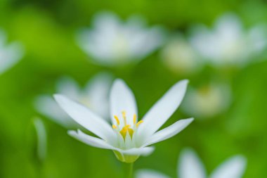 Yeşil bitkilerin arka planında beyaz çiçek. Bitkinin beyaz yaprakları. Bahçedeki çiçekler. Beyaz çiçeklerle süslenmiş sokak bahçesi..