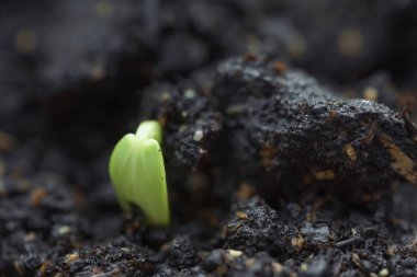 Salatalık tohumu filizi yakın çekim. Yerde filizlendi. Bahar filizi makro çekim.