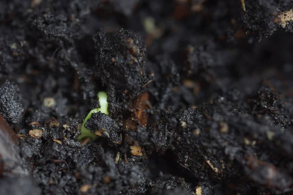 Kiełków Nasion Ogórka Zbliżenie Sprout Ziemi Strzał Makro Sprężyste — Zdjęcie stockowe