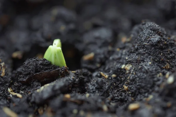 Spruiten Van Komkommer Zaden Close Sprout Grond Spring Sprout Macro — Stockfoto