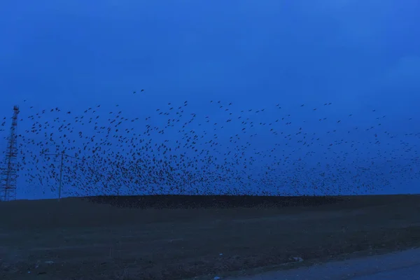 一群鸟飞过草原 鸟儿在蓝天上飞翔 公路旅行 傍晚的绿色草原 — 图库照片