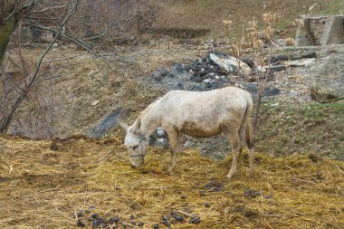 Kazakistan'ın Türkistan bölgesindeki Bayzhansay köyü. Terk edilmiş maden köyü. Eski mimarinin kalıntıları. Harap bir binanın arka planında beyaz eşek.