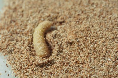 Larva kabuğu ağacın tozunda cips. Beetle ahşap mobilya ve ev bir haşere olduğunu. Kabuk böceği yakın çekim