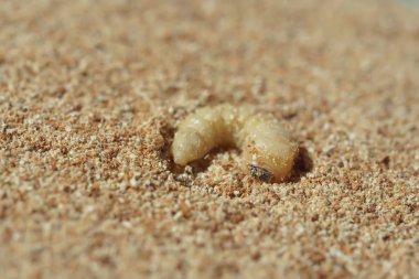 Larva kabuğu ağacın tozunda cips. Beetle ahşap mobilya ve ev bir haşere olduğunu. Kabuk böceği yakın çekim