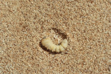 Larva kabuğu ağacın tozunda cips. Beetle ahşap mobilya ve ev bir haşere olduğunu. Kabuk böceği yakın çekim