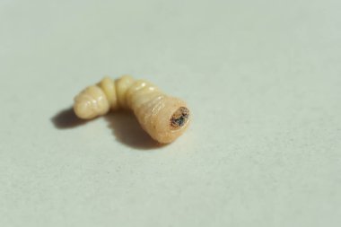 Beyaz arka plandaki kabuk böceğinin larvası. Beetle ahşap mobilya ve ev bir haşere olduğunu. Kabuk böceği yakın çekim