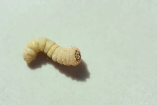 白い背景に樹皮カブトムシの幼虫 カブトムシは木製家具や家庭の害虫です 樹皮カブトムシクローズアップ — ストック写真