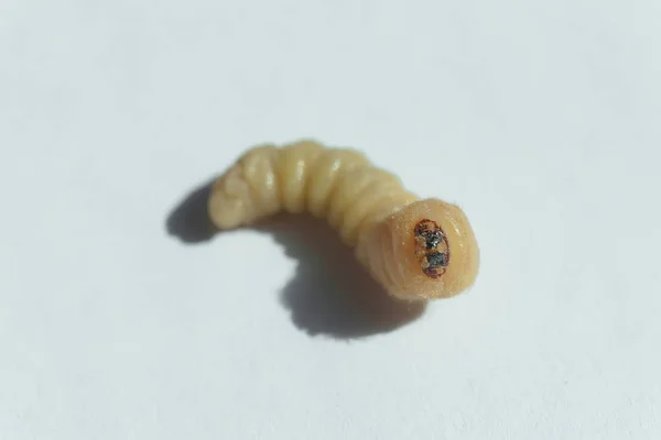 Larva Del Coleottero Corteccia Uno Sfondo Bianco Maggiolino Parassita Mobili — Foto Stock