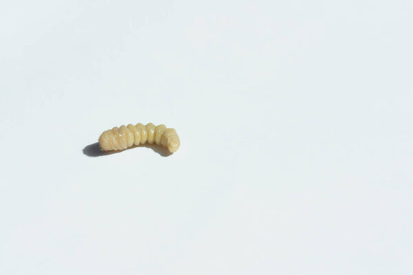 The larva of the bark beetle on a white background. Beetle is a pest of wooden furniture and home. Bark beetle closeup