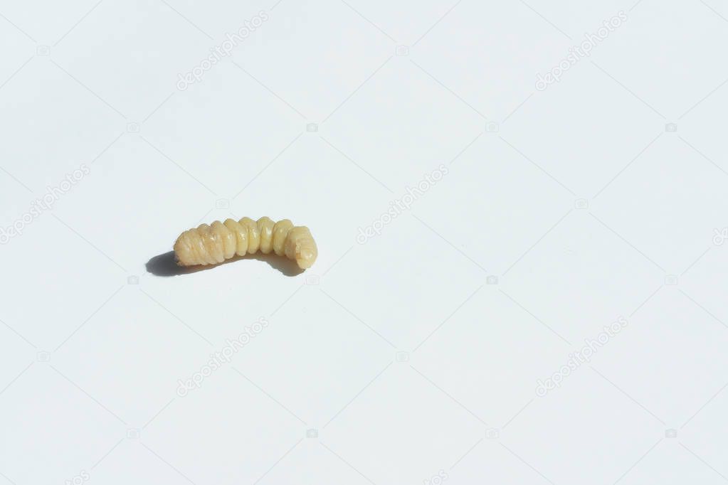 The larva of the bark beetle on a white background. Beetle is a pest of wooden furniture and home. Bark beetle closeup