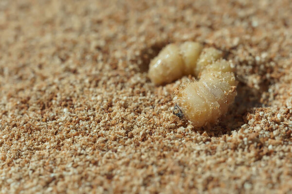 The larva bark chips in the dust of the tree. Beetle is a pest of wooden furniture and home. Bark beetle closeup