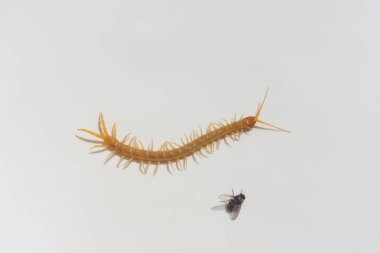 Scolopendra ve beyaz bir arka plan üzerinde sinek. Scolopendra ava çıktı. Güney Kazakistan'daki böcekler. Zehir kırkayaklar insanlar için tehlikeli.