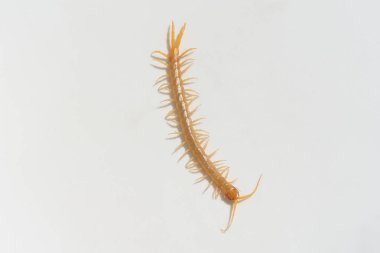 Beyaz arka planda Scolopendra. Güney Kazakistan'daki böcekler. Zehir kırkayaklar insanlar için tehlikeli.