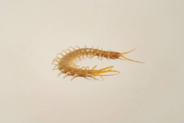 Beyaz arka planda Scolopendra. Güney Kazakistan'daki böcekler. Zehir kırkayaklar insanlar için tehlikeli.
