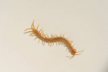 Beyaz arka planda Scolopendra. Güney Kazakistan'daki böcekler. Zehir kırkayaklar insanlar için tehlikeli.