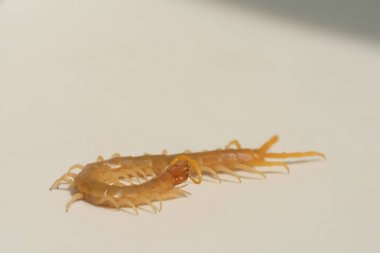 Beyaz arka planda Scolopendra. Güney Kazakistan'daki böcekler. Zehir kırkayaklar insanlar için tehlikeli.