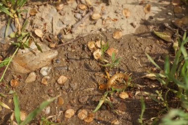 Scolopendra en son habitat bir ağaç üzerinde. Güney Kazakistan'daki böcekler. Zehir kırkayaklar insanlar için tehlikeli.