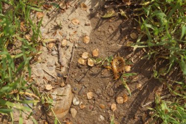 Scolopendra en son habitat bir ağaç üzerinde. Güney Kazakistan'daki böcekler. Zehir kırkayaklar insanlar için tehlikeli.