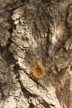 Scolopendra en son habitat bir ağaç üzerinde. Güney Kazakistan'daki böcekler. Zehir kırkayaklar insanlar için tehlikeli.