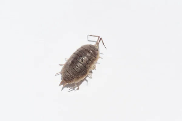 Woodlouse Vit Bakgrund Insekter Som Lever Fuktiga Och Våta Områden — Stockfoto