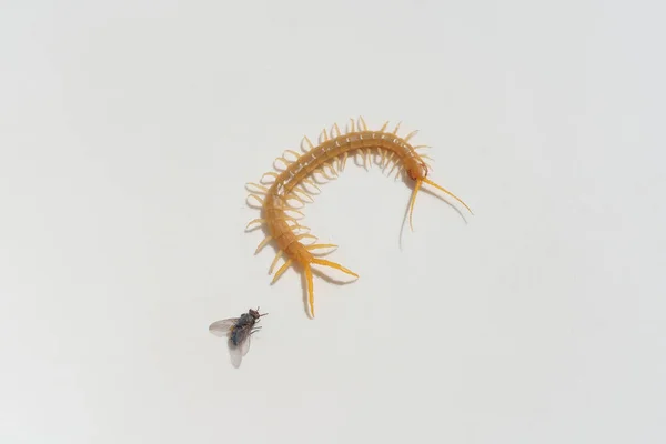 Scolopendra Vliegen Een Witte Achtergrond Scolopendra Jacht Insecten Zuid Kazachstan — Stockfoto