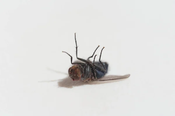 Dead Big Fly Een Witte Achtergrond Bestrijding Van Insecten Plagen — Stockfoto