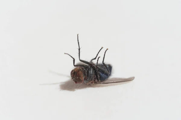 Grande Mouche Morte Sur Fond Blanc Lutte Contre Les Insectes — Photo