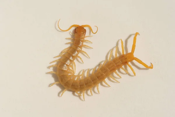 Scolopendra Белом Фоне Насекомые Южном Казахстане Ядовитые Сороконожки Опасны Человека — стоковое фото