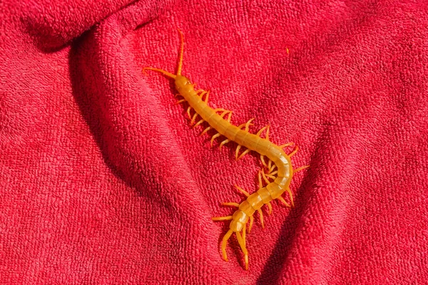 Scolopendra Een Roze Handdoek Insecten Zuid Kazachstan Poison Duizendpoten Gevaarlijk — Stockfoto