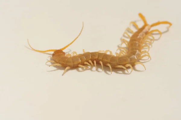 Scolopendra Een Witte Achtergrond Insecten Zuid Kazachstan Poison Duizendpoten Gevaarlijk — Stockfoto