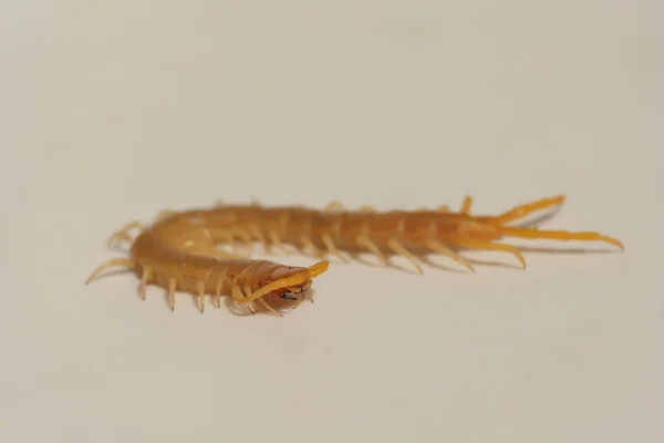 Scolopendra Sur Fond Blanc Insectes Dans Sud Kazakhstan Des Mille — Photo