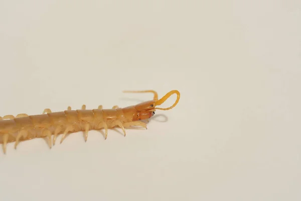 Scolopendra Sur Fond Blanc Insectes Dans Sud Kazakhstan Des Mille — Photo