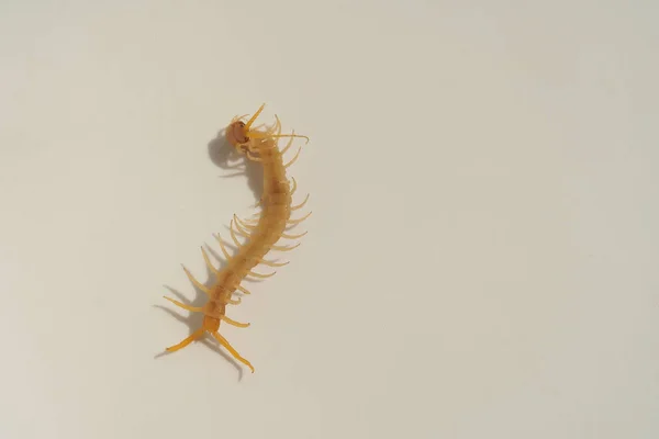 Scolopendra Fundo Branco Insetos Sul Cazaquistão Centípedes Venenosas Perigosas Para — Fotografia de Stock