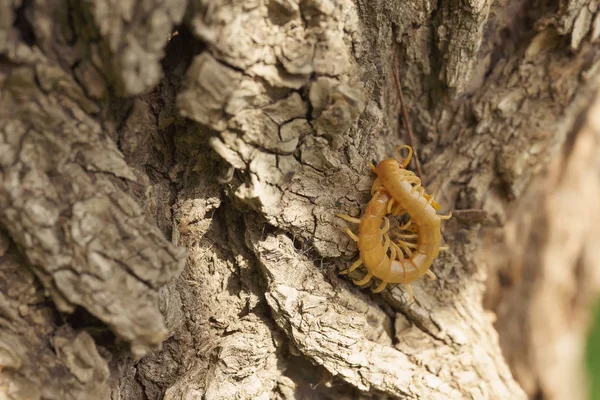 最新の生息地の木の上のスコペンドラ カザフスタン南部の昆虫 毒ムカデは人間にとって危険 — ストック写真