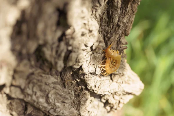 最新の生息地の木の上のスコペンドラ カザフスタン南部の昆虫 毒ムカデは人間にとって危険 — ストック写真