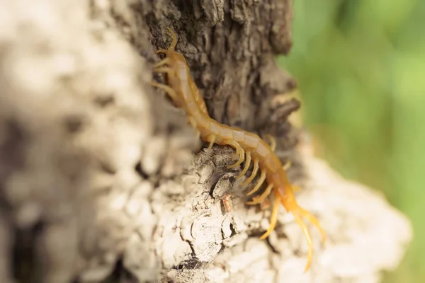 Scolopendra Een Boom Meest Recente Habitat Insecten Zuid Kazachstan Poison — Stockfoto