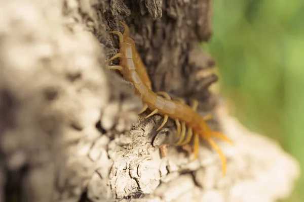 Scolopendra Een Boom Meest Recente Habitat Insecten Zuid Kazachstan Poison — Stockfoto