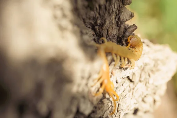 Scolopendra Een Boom Meest Recente Habitat Insecten Zuid Kazachstan Poison — Stockfoto