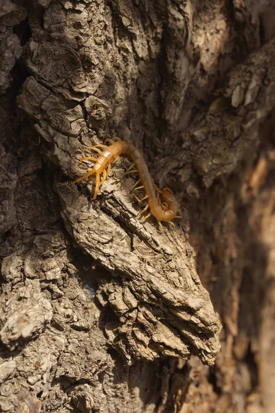 Scolopendra Een Boom Meest Recente Habitat Insecten Zuid Kazachstan Poison — Stockfoto