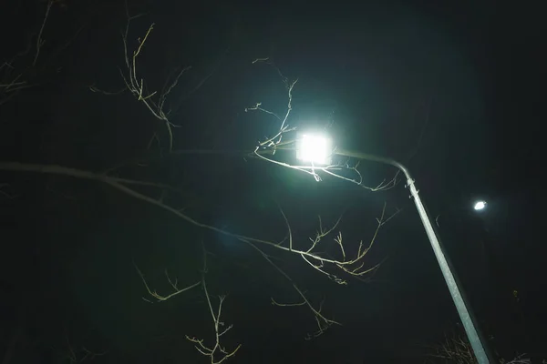 Ανθοφορία Των Δέντρων Την Άνοιξη Περπατήστε Στο Νυχτερινό Πάρκο Φώτα — Φωτογραφία Αρχείου