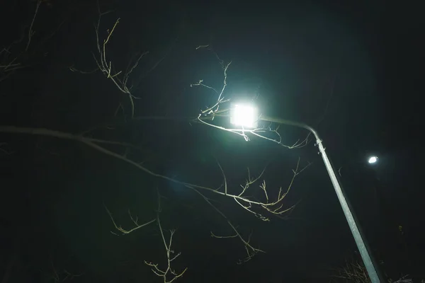 Flowering Trees Spring Walk Night Park Street Lights Illuminate Trees — Stock Photo, Image