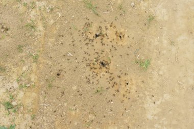 Kil topraktaki siyah karıncalar. Doğada böcekler. Anthill toprağa.