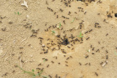 Kil topraktaki siyah karıncalar. Doğada böcekler. Anthill toprağa.
