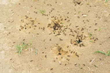 Kil topraktaki siyah karıncalar. Doğada böcekler. Anthill toprağa.